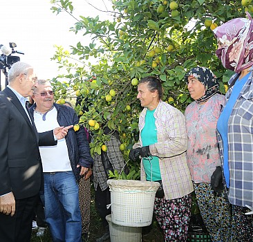 CHP Genel Başkanı Kılıçdaroğlu, Muğla'da limon hasadına katıldı