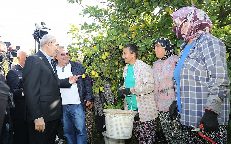 CHP Genel Başkanı Kılıçdaroğlu, Muğla'da limon hasadına katıldı