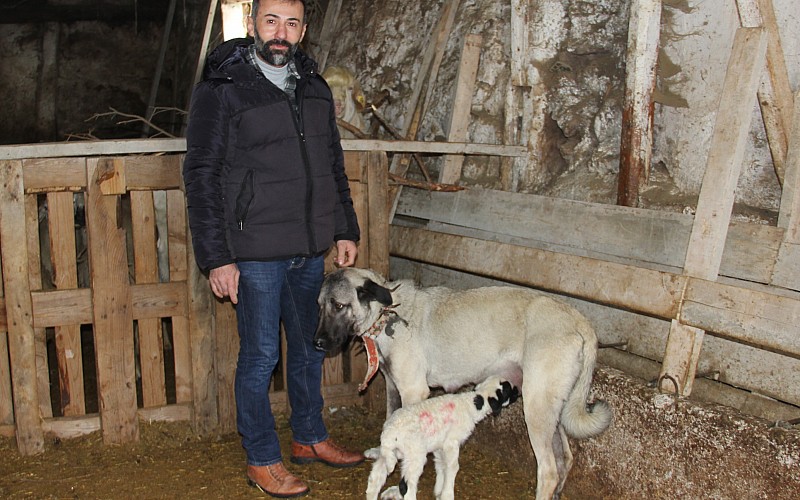 Sivas'ta yavru kuzuyu Kangal köpeği emziriyor