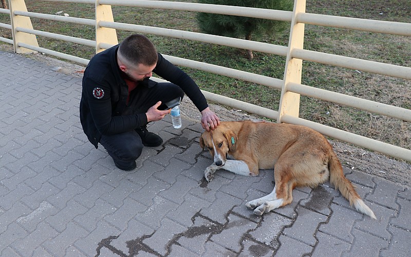 Karabük'te otomobilin çarptığı köpek tedavi altına alındı