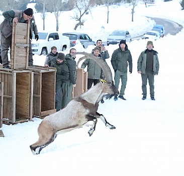 Burdur'daki Karanlıkdere Kanyonu'na 11 yaban keçisi daha bırakıldı