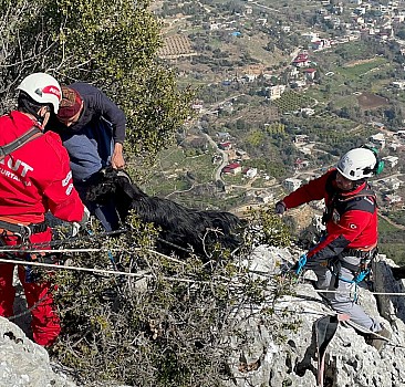 Mersin'de kayalıklarda mahsur kalan keçiyi AKUT ekipleri kurtardı