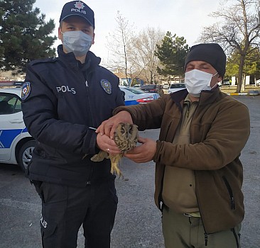 Kayseri'de yaralı bulunan baykuş ve atmaca tedaviye alındı