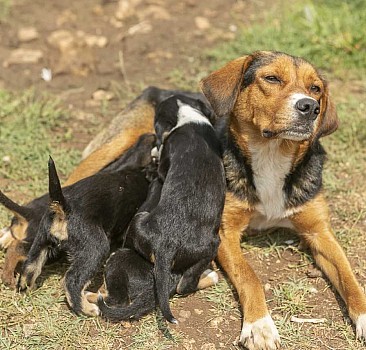 Mersin'de çukura düşen köpek yavrusunu itfaiye ekipleri kurtardı