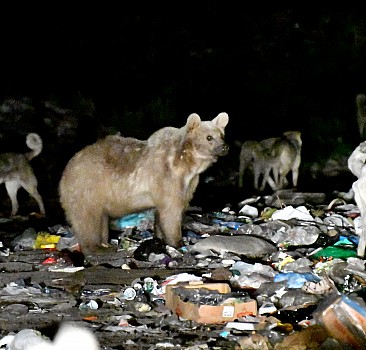 Kars'ta yiyecek arayan bozayılarla köpeklerin mücadelesi kameraya yansıdı