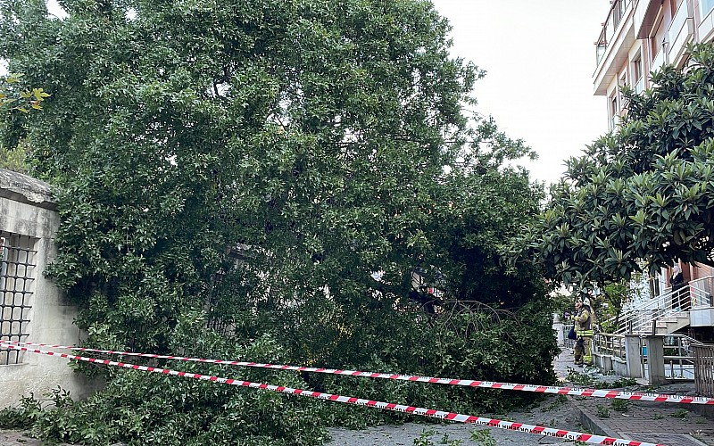 Üsküdar'da cami bahçesindeki ağaç devrildi