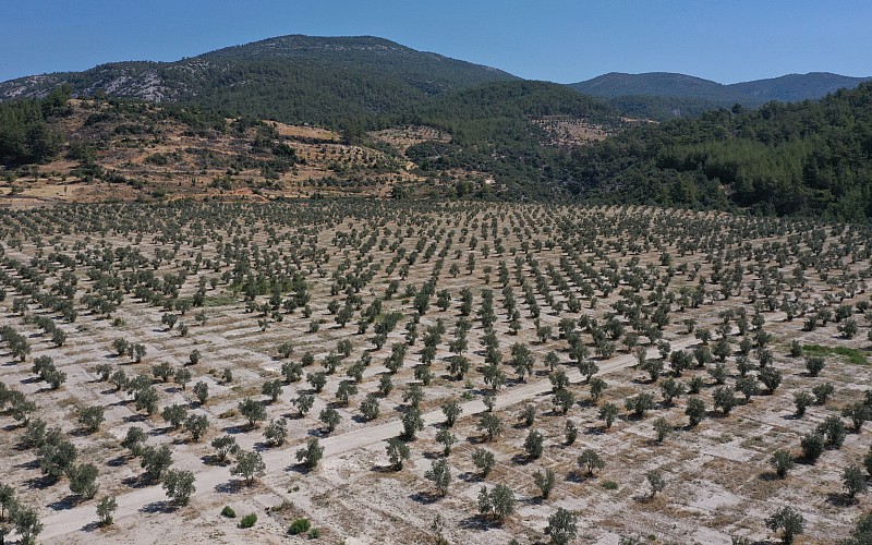 Milas'ta termik santralin maden sahasına dikilen zeytin ağaçları ürüne dönüştü