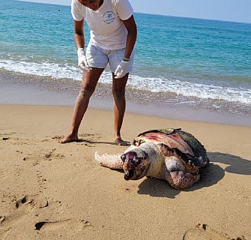 Antalya'da 2 deniz kaplumbağası kıyıya vurdu