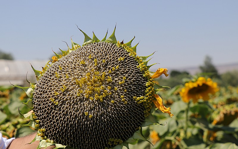 Kayseri'de çerezlik ayçiçeği ekimi yaygınlaşıyor