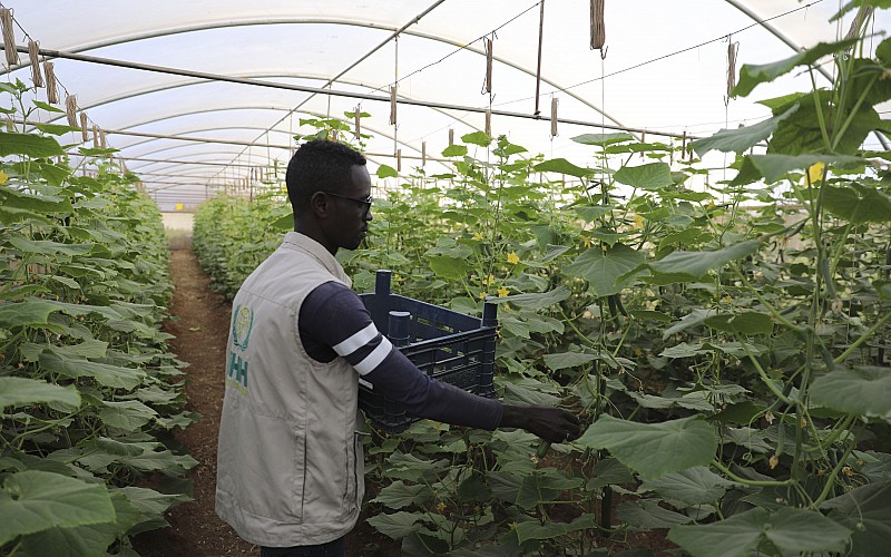 TİKA ve İHH'nın 2012'de attığı tohumlar Somali tarımına can suyu oldu