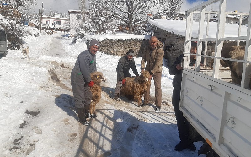 Tokat'ta bağışlanan hayvanların etleri kavurma yapılıp depremzedelere gönderilecek