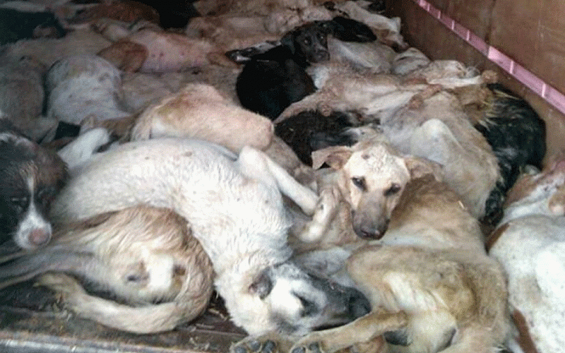 Denizli'de onlarca köpek ölü halde bulundu