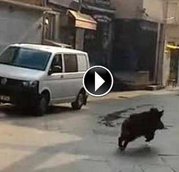 İstanbul domuz saldırısı altında