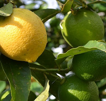 Limon Kemoterapiden 10 bin kat daha güçlü