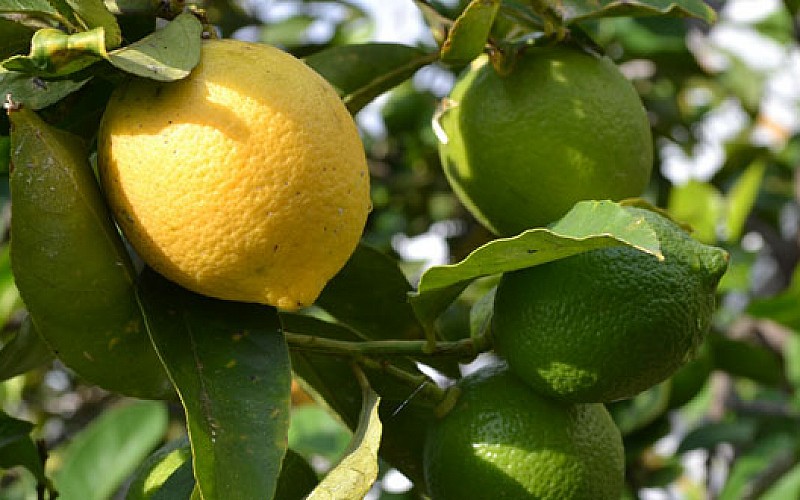 Limon Kemoterapiden 10 bin kat daha güçlü