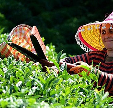 Çayın bahçeden demliğe 'zorlu' yolculuğu