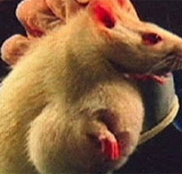 GDO’lu gıdalarla beslen farelerin kötü sonu