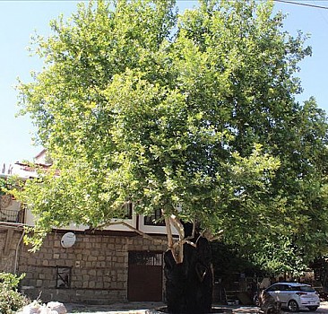650 yaşındaki tarihi çınar ağacı tedavi edildi
