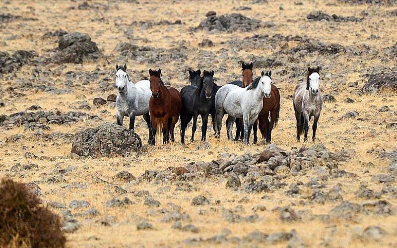 Tunceli'de yılkı atları bozkırlara renk katıyor